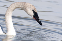 Trumpeter Swan (Cygnus buccinator)