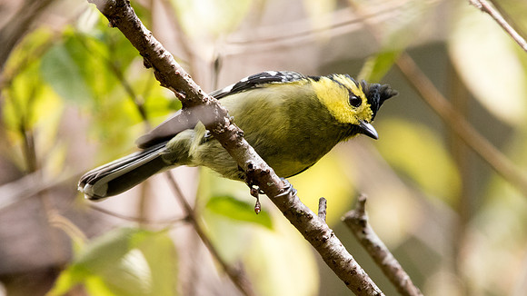 Yellow-cheeked tit (Parus spilonotus) Female
