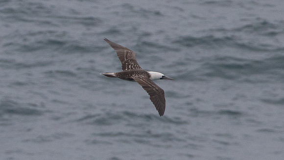 Peruvian Booby (Sula variegata)