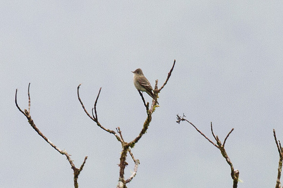 Eastern Wood Pewee (Contopus virens)