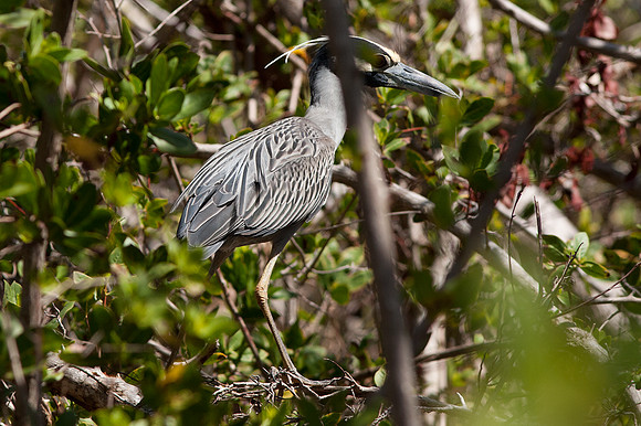 Yellow-crowned Night Heron (Nyctanassa violacea)
