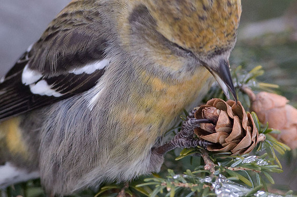 Two-barred Crossbill (Loxia leucoptera) female; also known as White-winged Crossbill
