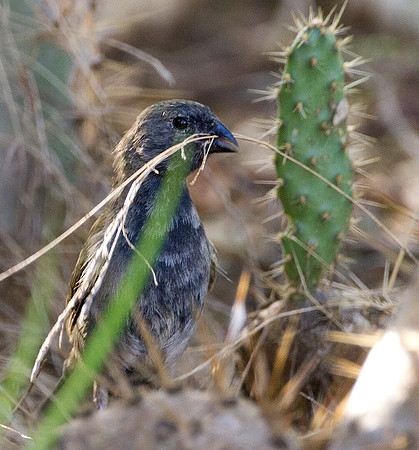 Black-faced Grassquit (Tiaris bicolor)