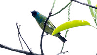 Swallow Tanager (Tersina viridis)