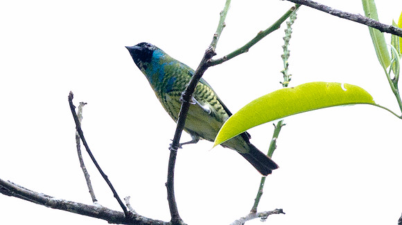 Swallow Tanager (Tersina viridis)