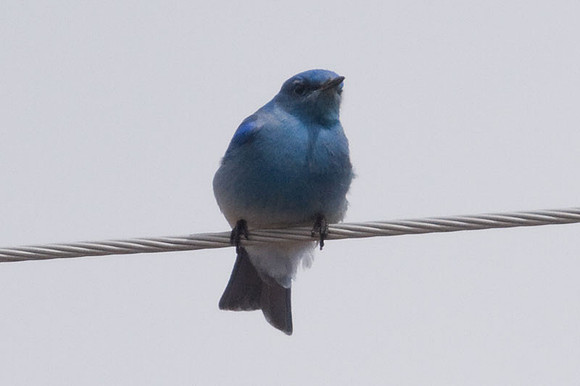 Mountain Bluebird (Sialia currucoides)