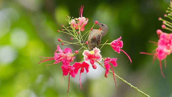 Eastern Crimson Sunbird (Aethopyga siparaja) juvenile