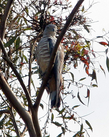 Pacific Baza (Aviceda subcristata) also known as Crested Hawk