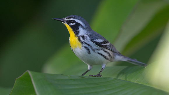Yellow-throated Warbler (Setophaga dominica)