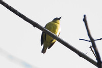 Brown-capped Tyrannulet (Ornithion brunneicapillus)