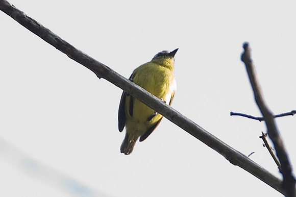 Brown-capped Tyrannulet (Ornithion brunneicapillus)