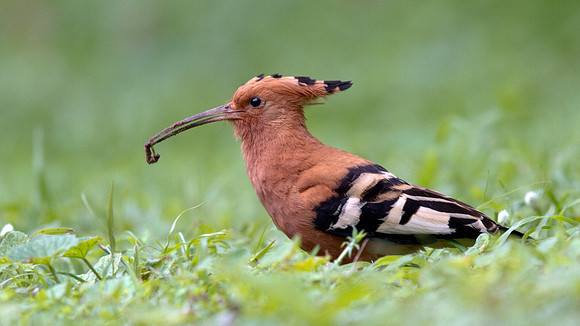 Hoopoe (Upupa epops)