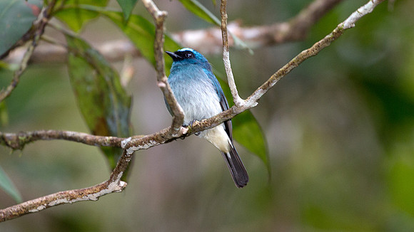 Indigo Flycatcher (Eumyias indigo)