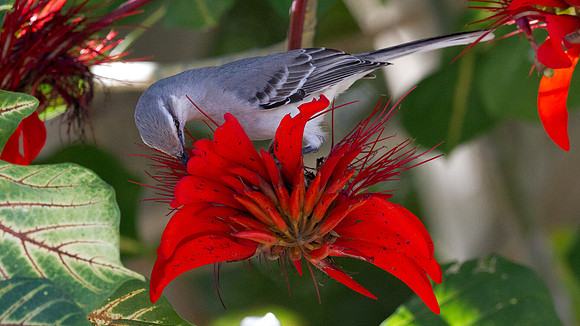 Tropical Mockingbird (Mimus gilvus)