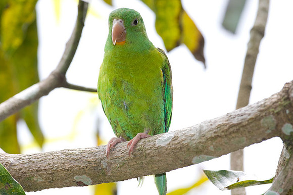 Orange-chinned Parakeet (Brotogeris jugularis) also known as Tovi Parakeet