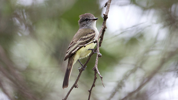 Northern Scrub Flycatcher (Sublegatus arenarum)