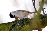 Marsh Tit (Poecile palustris)