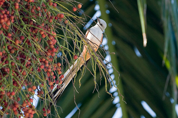 Scissor-tailed Flycatcher (Tyrannus forficatus) also known as Texas Bird-of-Paradise and Swallowtailed Flycatcher