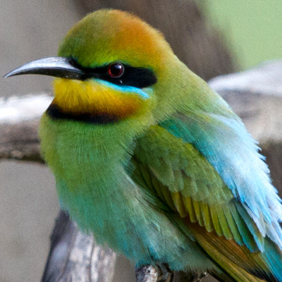Rainbow bee-eater (Merops ornatus)