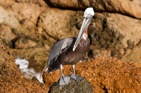 Brown Pelican (Pelecanus occidentalis)