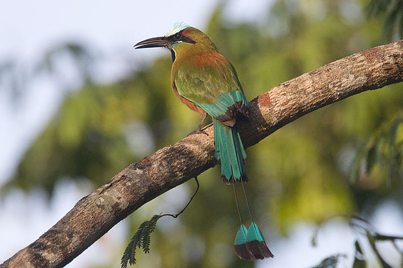 Turquoise-browed Motmot (Eumomota superciliosa)