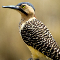 Andean Flicker (Colaptes rupicola)