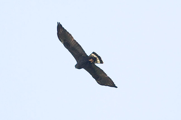 Zone-tailed Hawk (Buteo albonotatus)