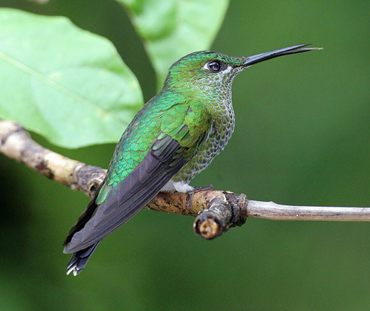 Green-crowned Brilliant (Heliodoxa jacula) female