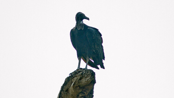 Black Vulture (Coragyps atratus)
