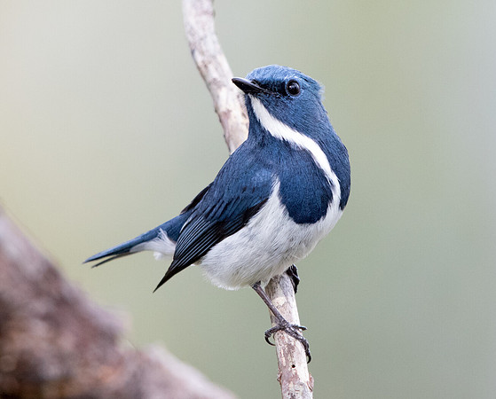 Ultramarine flycatcher (Ficedula superciliaris)