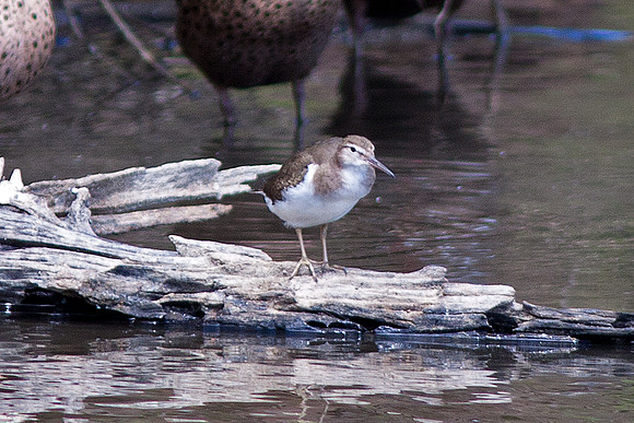 Spotted Sandpiper (Actitis macularius) juvenile