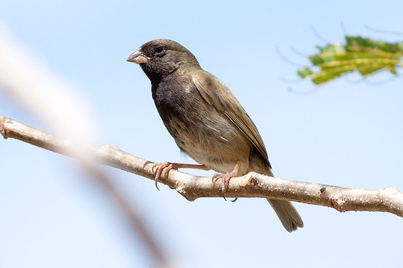 Black-faced Grassquit (Tiaris bicolor) male