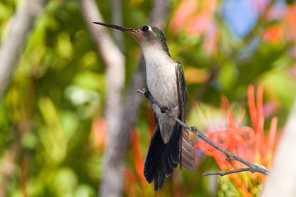 Wedge-tailed Sabrewing (Campylopterus curvipennis)