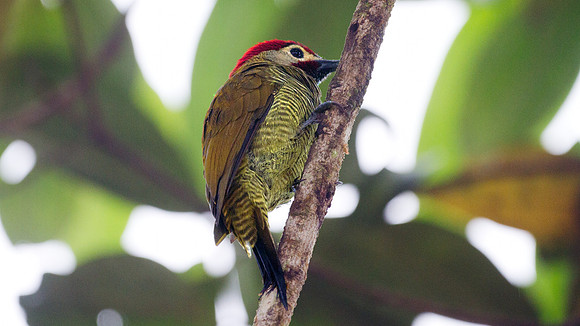 Golden-olive Woodpecker (Colaptes rubiginosus)