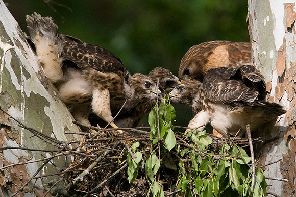 Red-shouldered Hawk (Buteo lineatus) adult and juvenile
