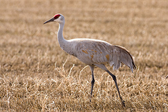 Sandhill Crane (Grus canadensis)