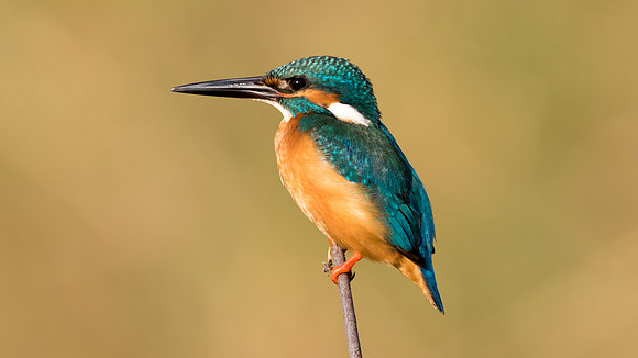 Common kingfisher (Alcedo atthis)
