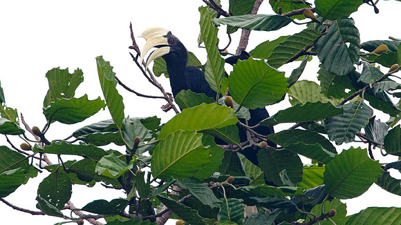 Asian Black Hornbill (Anthracoceros malayanus) male, female