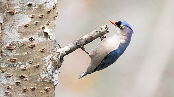 Velvet-fronted nuthatch (Sitta frontalis) Male