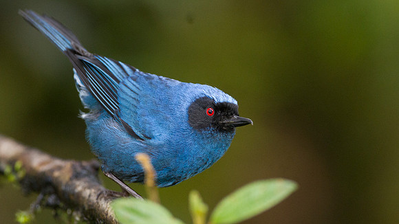 Masked Flowerpiercer (Diglossopis cyanea)