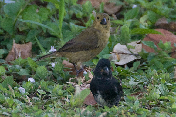 Variable Seedeater (Sporophila corvina) male and female