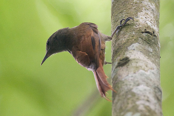 Olivaceous Woodcreeper (Sittasomus griseicapillus)