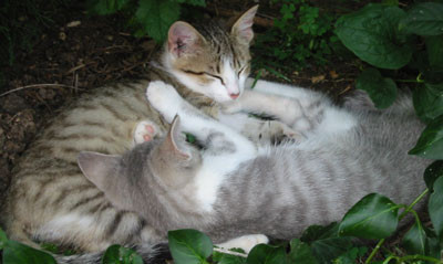 9-2-02cats