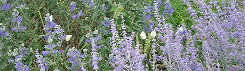 9-2-02flowersbutterfies