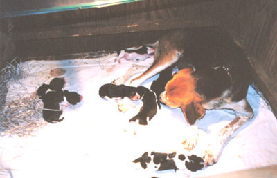 9-8-02puppies