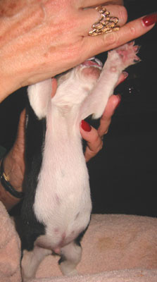 9-15-02handpup