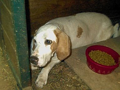 9-15-02hound
