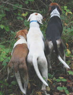 9-15-02hounds3