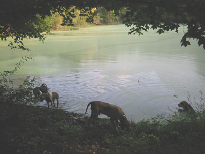 9-15-02houndspond