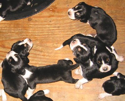 9-15-02pups